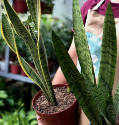 snakeplant